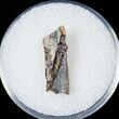 Tyrannosaurid Tooth Fragment - Montana #15197-1